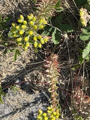 Petrosedum rupestre
