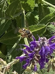 Anthidium manicatum