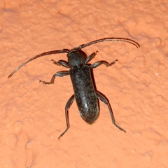 Trichoferus campestris