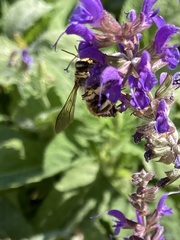 Anthidium manicatum