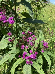 Vernonia
