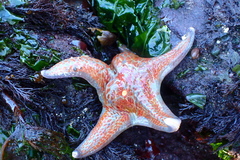 Dermasterias imbricata