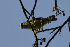 Megarynchus pitangua