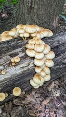 Pholiota squarrosoides