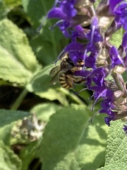 Anthidium manicatum