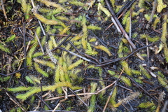 Brownseya serpentina