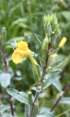 Oenothera parviflora