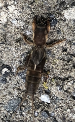 Neocurtilla hexadactyla