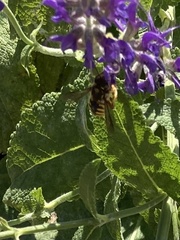 Anthidium manicatum