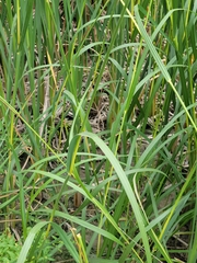 Sporobolus michauxianus