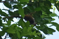 Campylorhynchus zonatus