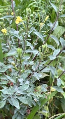 Oenothera parviflora