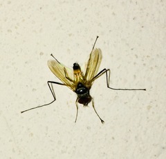 Cholomyia