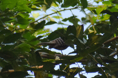 Campylorhynchus zonatus