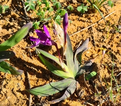 Sparaxis metelerkampiae