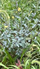Oenothera parviflora