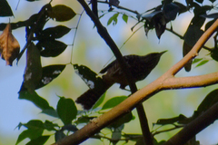 Campylorhynchus zonatus