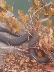 Nerodia sipedon sipedon