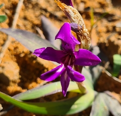 Sparaxis metelerkampiae