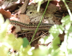 Lacerta viridis