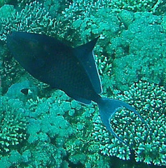 Odonus niger