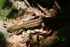 Lacerta viridis