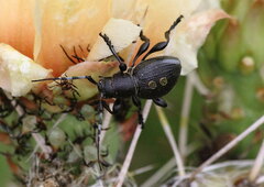 Moneilema semipunctatum