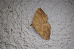 Camptogramma bilineata