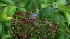 Setophaga pensylvanica