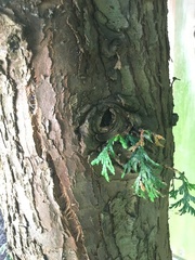 Cupressaceae