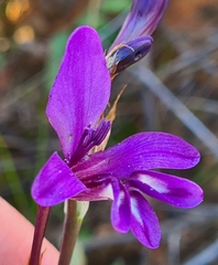 Sparaxis metelerkampiae