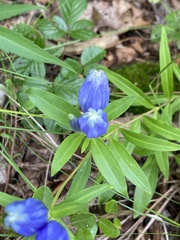 Gentiana linearis