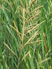 Sporobolus michauxianus