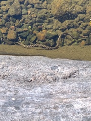 Nerodia sipedon sipedon