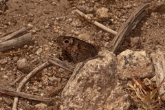 Hipparchia statilinus