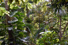 Epipremnum aureum