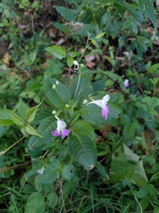 Impatiens balfourii