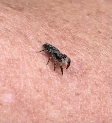 Platycryptus undatus