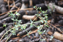 Euphorbia lurida