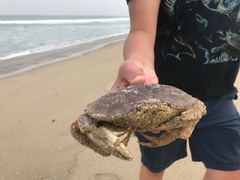 Metacarcinus magister