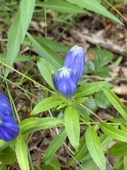 Gentiana linearis