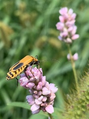 Chauliognathus pensylvanicus