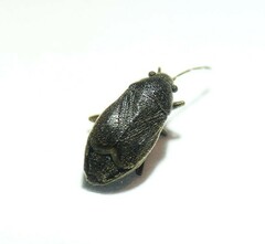 Stygnocoris rusticus