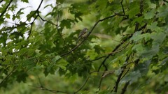 Vireo solitarius