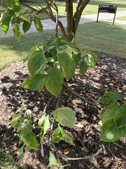 Cornus florida