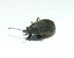 Stygnocoris rusticus
