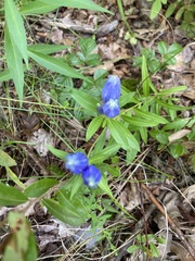 Gentiana linearis