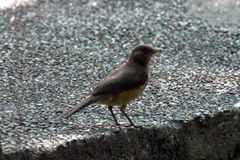 Turdus grayi