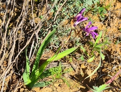 Sparaxis metelerkampiae