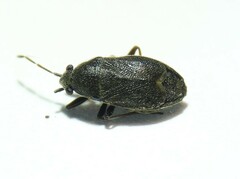 Stygnocoris rusticus